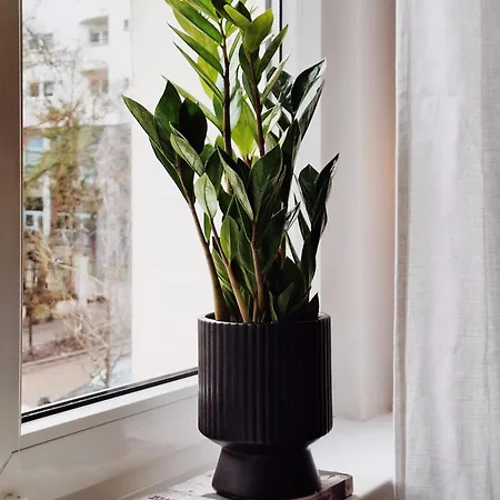 Starowiejska Apartamento *